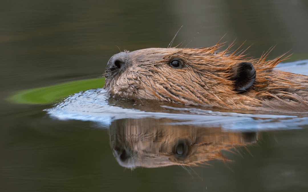 The Beavers Are Busy